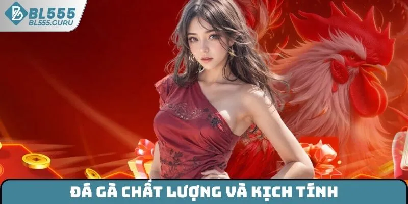 Đá gà chất lượng với hơn 200 trận đấu mỗi ngày